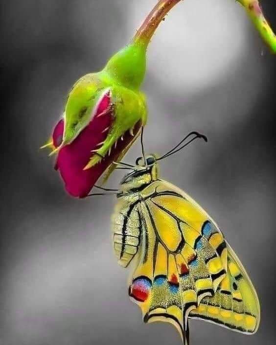 Le cocon du papillon